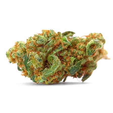 Maple Leaf 