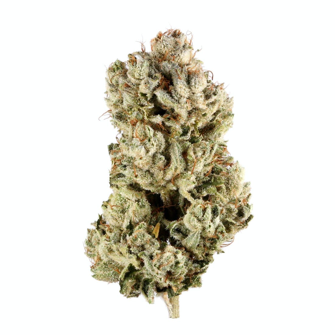 Original Glue