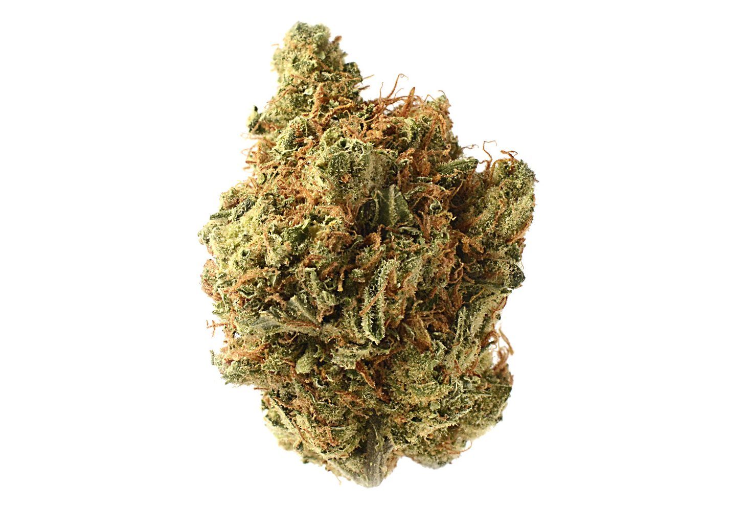 Amnesia