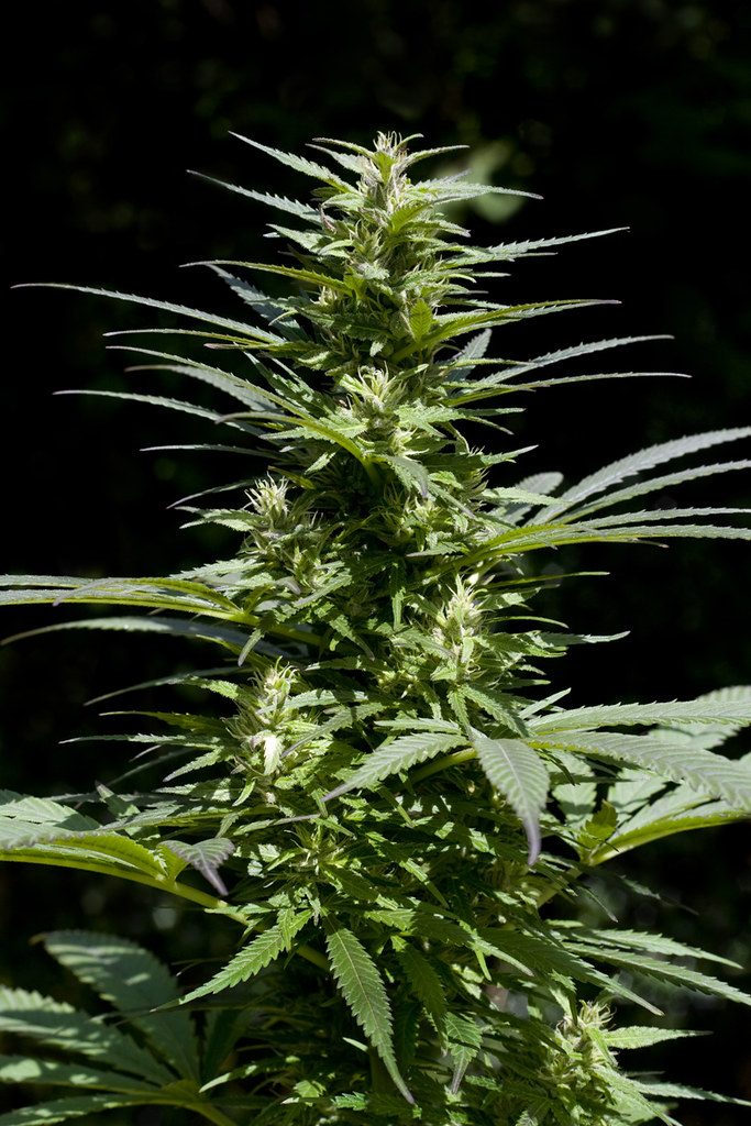 Banana Kush: A Balanced Hybrid for Evening Unwind