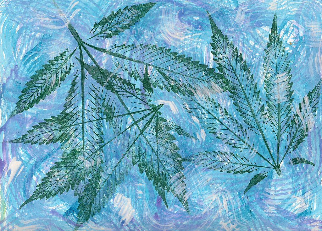 Hindu Kush Indica Strain: A Calm Evening Companion