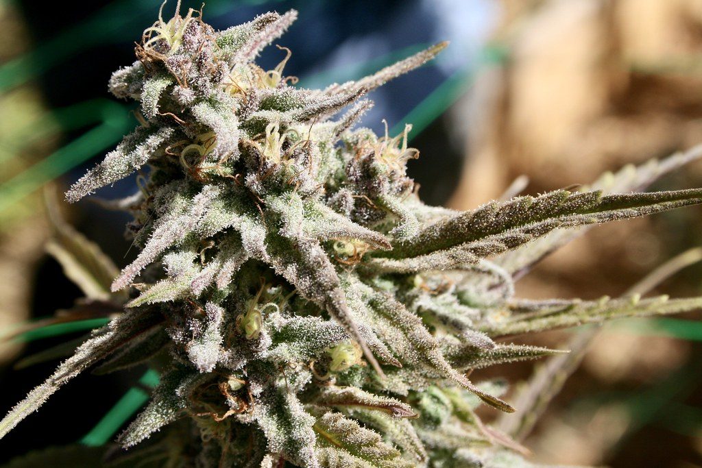 A First‑Time Buyer’s Guide to Cannabis Flower