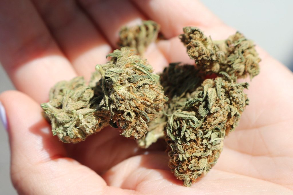 Gorilla Glue #4: What to Expect from This Sticky Hybrid