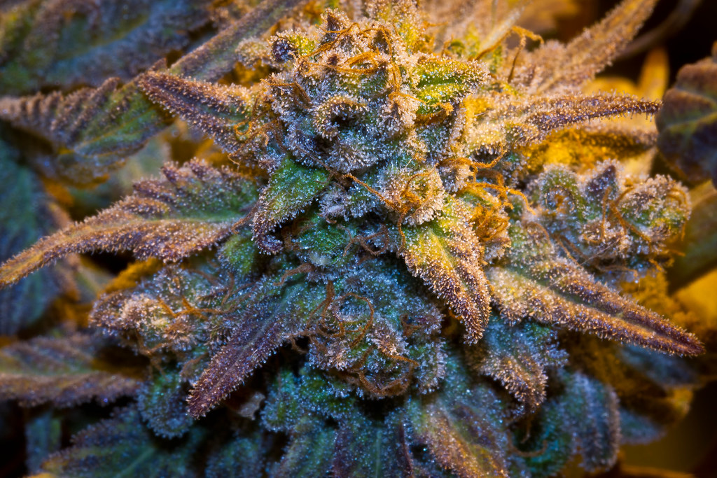 Indica vs. Sativa vs. Hybrid: What's Actually the Difference?