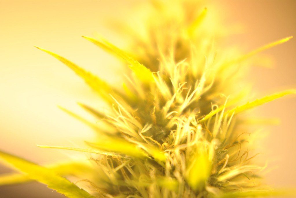 Spotlight on CannaConnect – Washington’s Neighborhood Hub