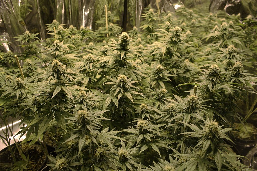 Master Kush Strain Guide: Classic Indica for Evening Relaxation