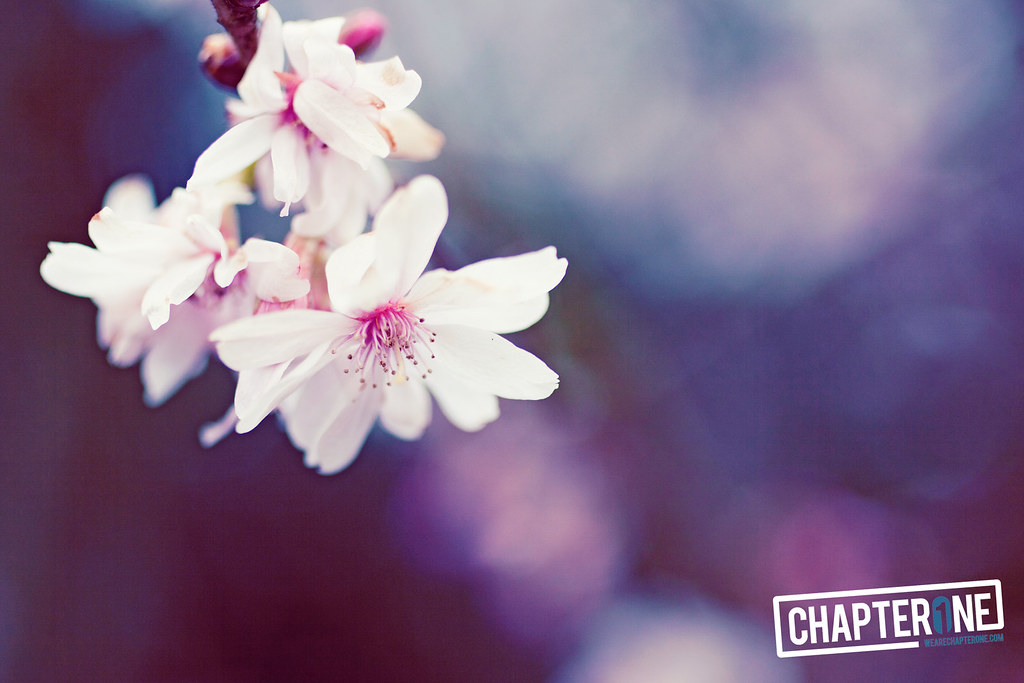 Flower Buying Guide: What You Need to Know