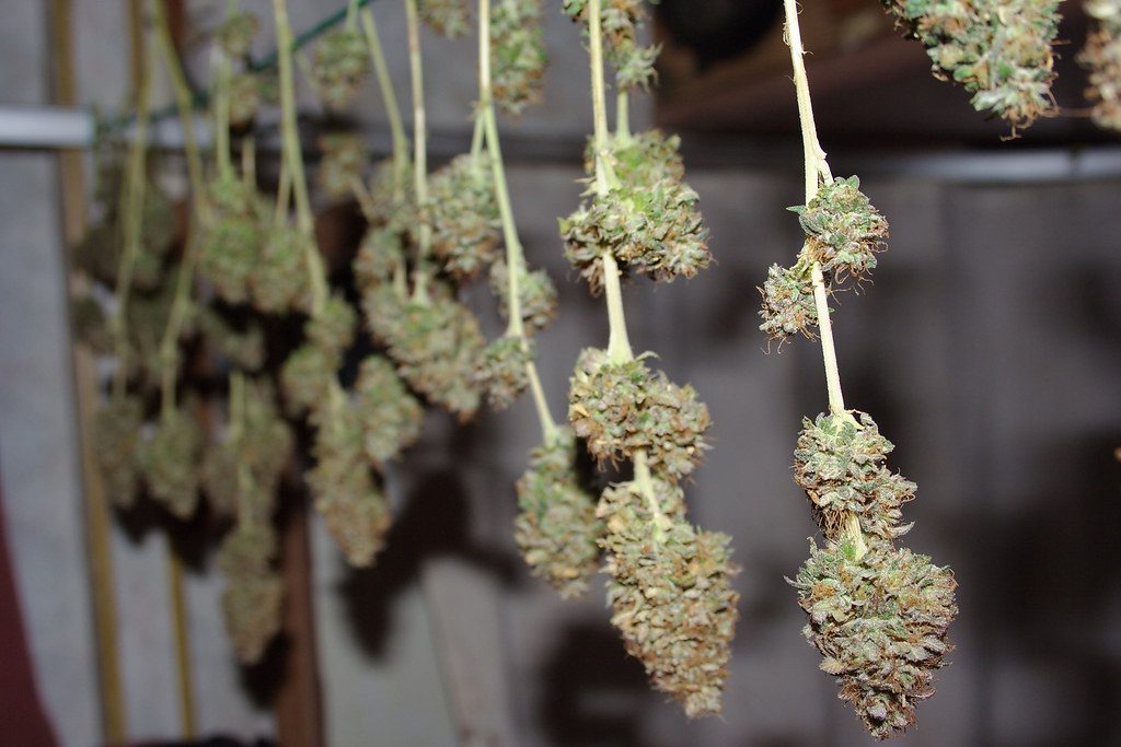 Presidential OG – An Evening Indica for Relaxation and Rest