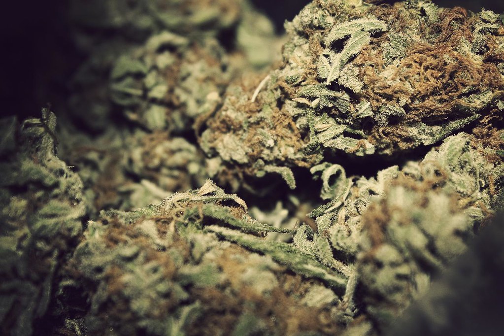 Strain Guide: Gorilla Glue #4