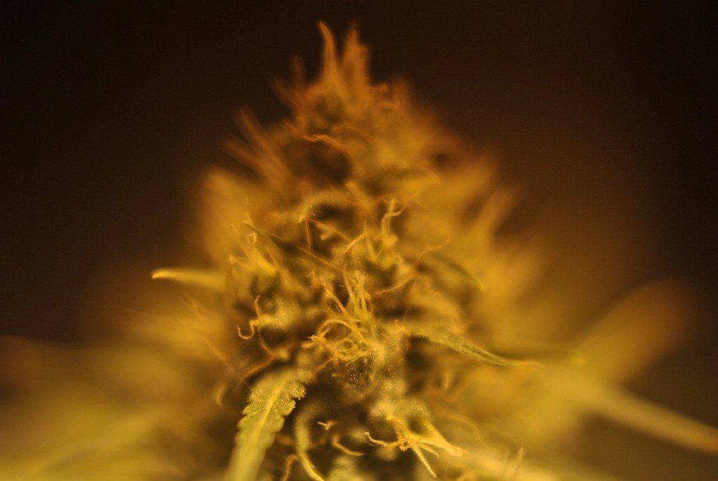 Blue Cheese Strain Guide