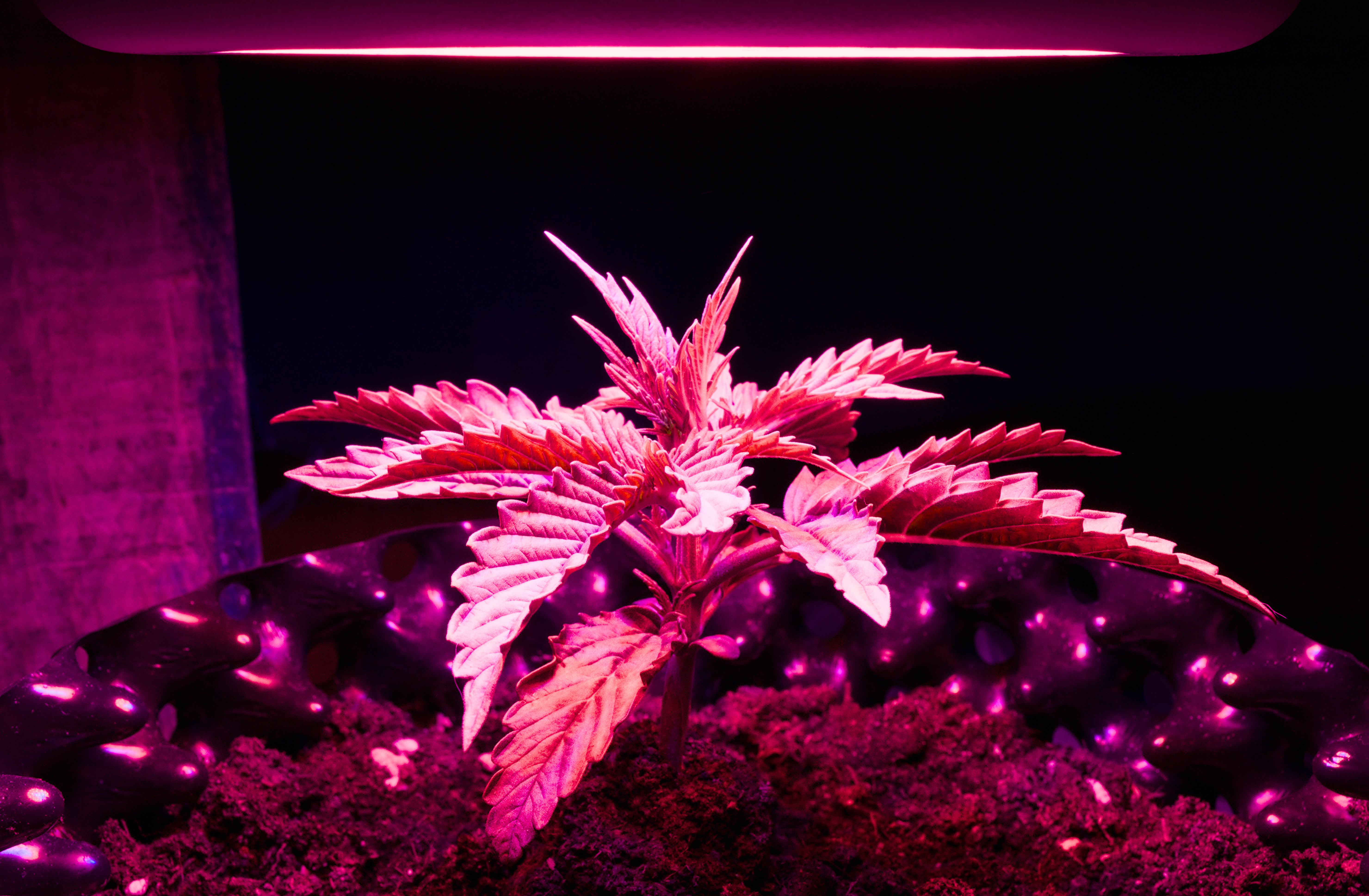 The Strain Guide to White Widow: A Classic Hybrid