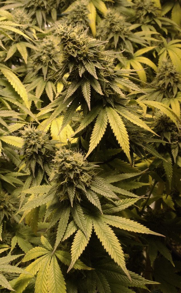 Grape Ape: An Evening Indica Guide