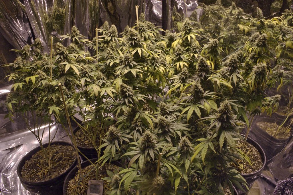 Alexandria, VA Cannabis Delivery: What You Need to Know