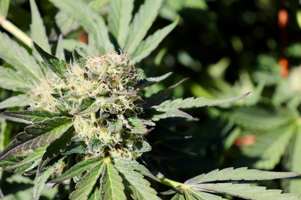 Understanding Flower: A First‑Timer’s Guide to Cannabis Buds