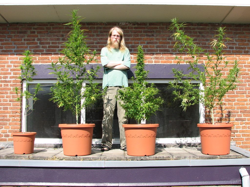 Getting Started with Cannabis Delivery in Springfield, VA