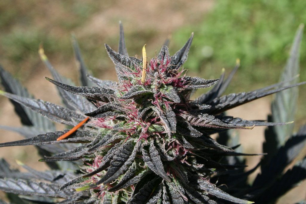 Your First Guide to Buying Cannabis Flower Online